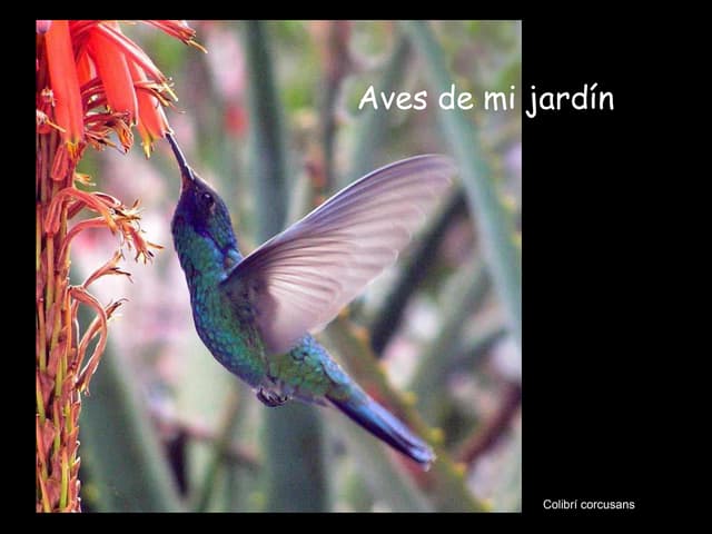 Aves De Mi Jardin (español-english)