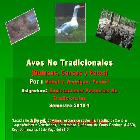 Aves no tradicionales (guineas, patos y gansos)