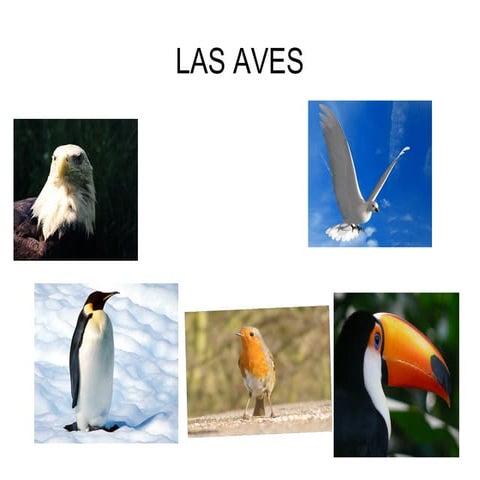 Aves 