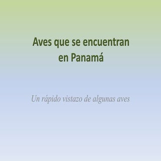 Aves que se encuentran en Panama