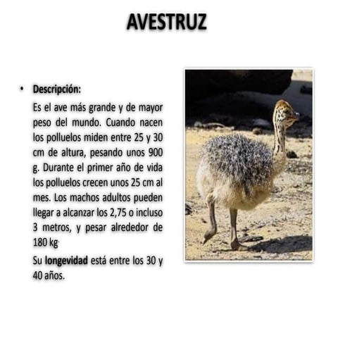 Avestruz