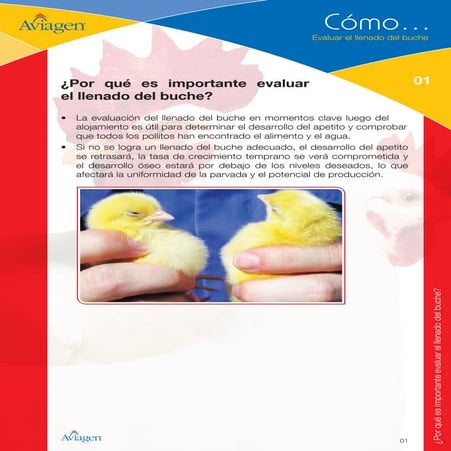 AVIA-How-to-1-Assess-Crop-Fill-ES-16 Prueba de Buche.pdf