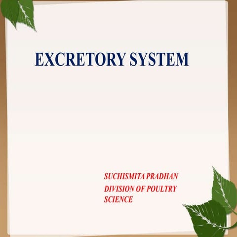 Avian excretory system 