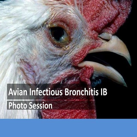 Avian Infectious Bronchitis - Photo Session