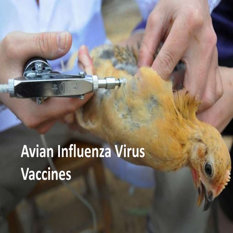 Avian influenza virus vaccines: the use of vaccination in poultry ...