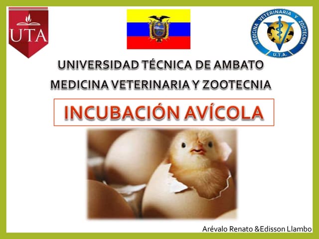 Avicultura incubación.