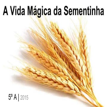 A vida mágica da sementinha   5º a