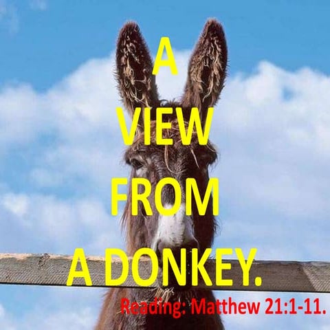 A View From A Donkey | PPTX