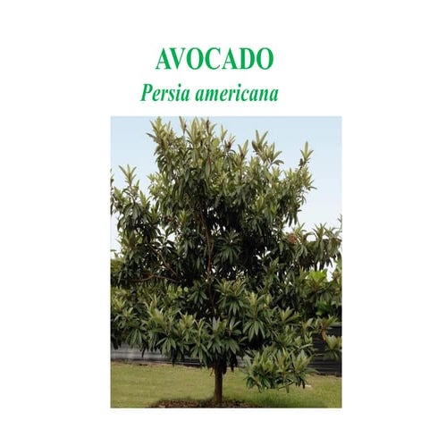 AVOCADO.pptx Avocado ( Persia Americana Miller) is an evergreen tree of the family Lauraceae.  Seedlings grow upto a height of 60 feet.  Cultivated trees are topped and maintained around 30 feet height.