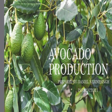 AVOCADO PRODUCTION.pptx