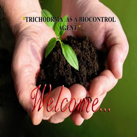 Avs trichodrma  as a biocontrol  agent