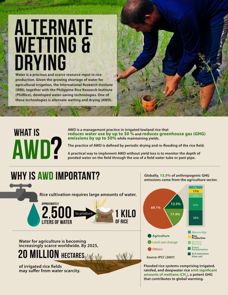 Infographic Alternate wetting and drying in irrigated rice