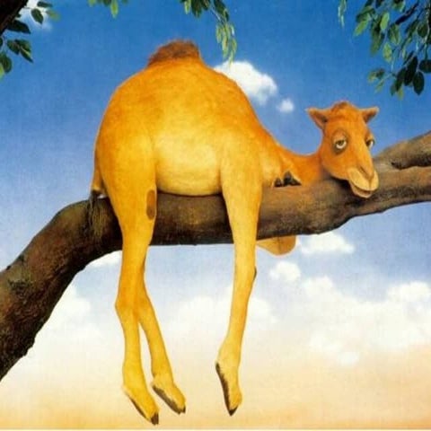 A Camel Story | PPS
