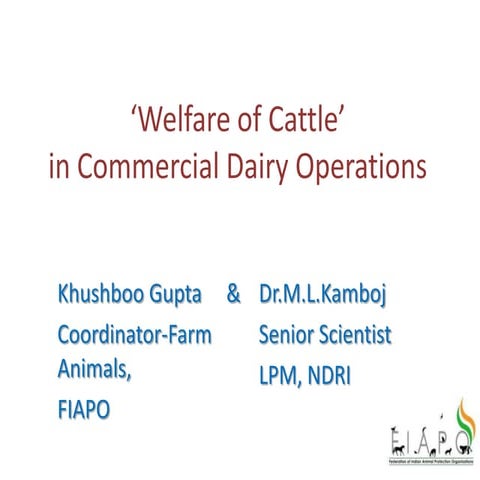 Animal Welfare in mega dairies
