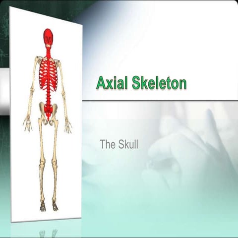 Axial Skeleton - Skull
