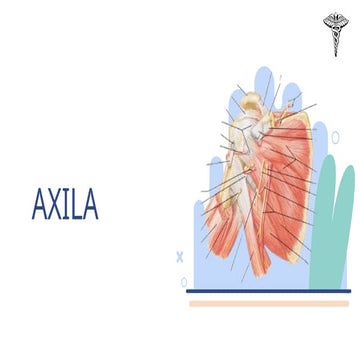 anatomía de Axila | PPTX