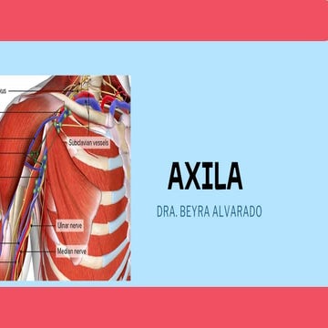 Anatomía de la axila | PPTX
