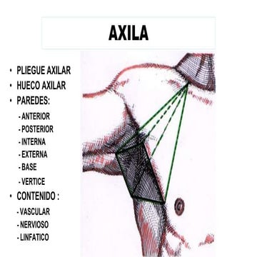AXILA PLEXO VASCULAR | PPTX