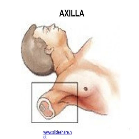 axilla-160426030814.pptx axillary artery | PPTX