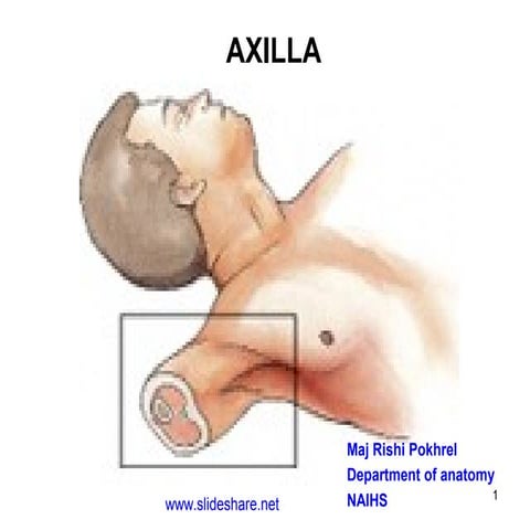 Axilla
