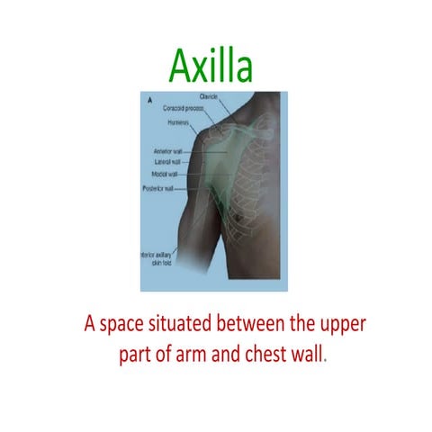 Axilla & brachial plexus