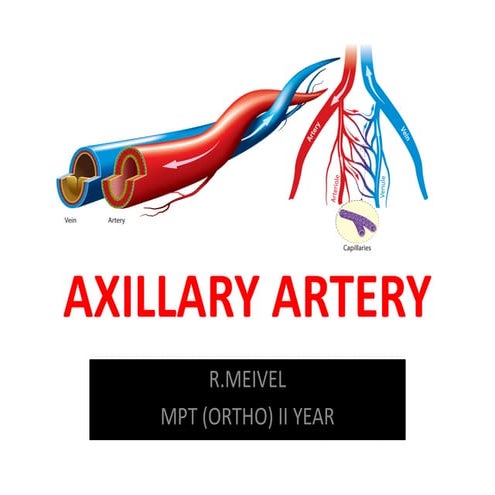 Comprehensive Anatomy and Branches of the Axillary Artery | PDF