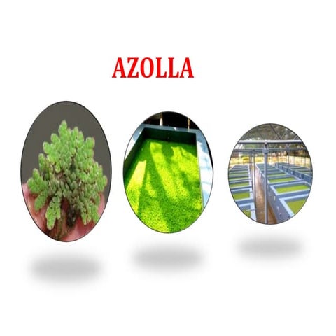 Basics_of_Azolla_Production_kumudini.pptx
