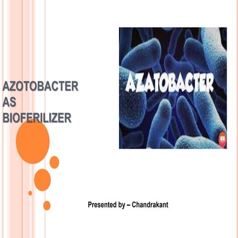 AZOTOBACTER AS BIOFERILIZER.PPTX