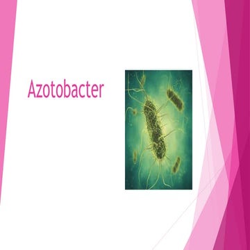 azotobacter.pptxxdddddddddddddddddddddddddddddddddd | PPT
