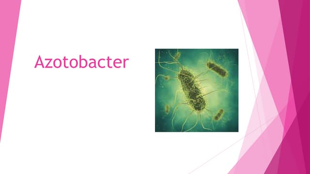 Azotobacter .pptx