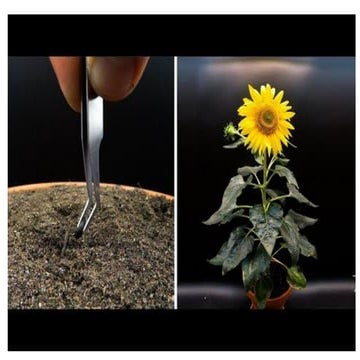 B.ED_CC1_ CHILDHOOD AND GROWING UP SYLLABUS.pdf