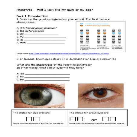 B1 alleles working out eye colour