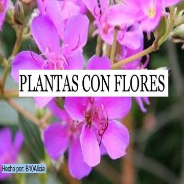 B10 Alicia Plantas con flores