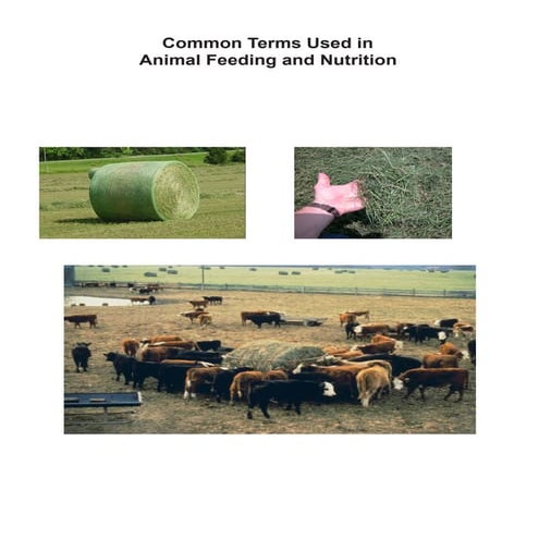 Introduction of Roughages and concentrates | PDF