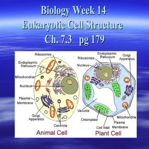  B14 eukaryotic cell structure  powerpoint