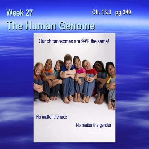  B27 the human genome