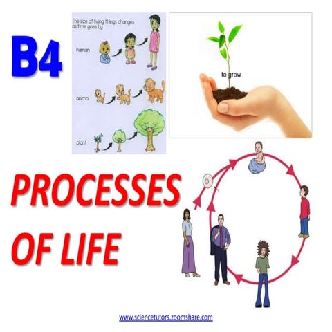B4 LIFE PROCESSES 