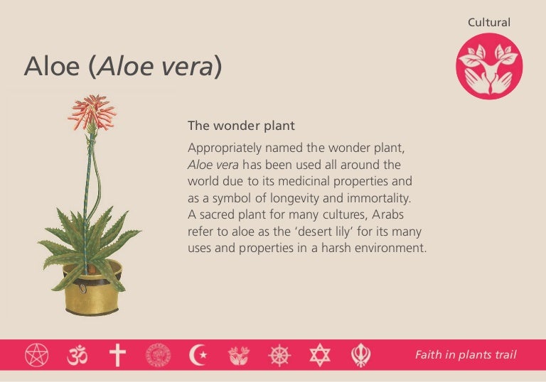 8569 Faith in plants 300x210 final