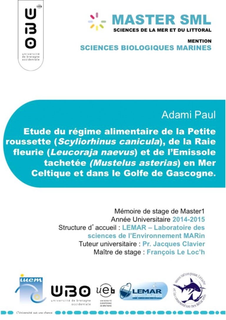Rapport De Stage Animation Centre De Loisirs