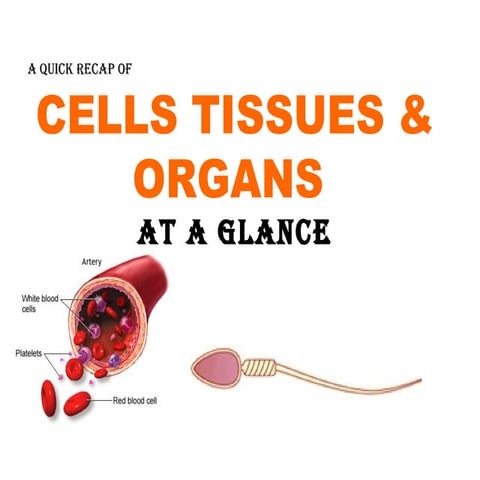B5 Cells Tissues Organs Review Slides