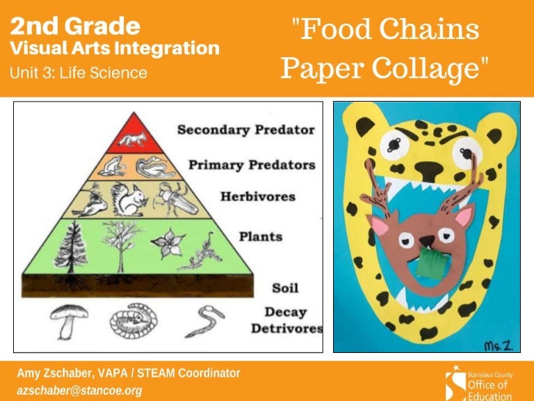 Ba 2.3 food chains paper collage