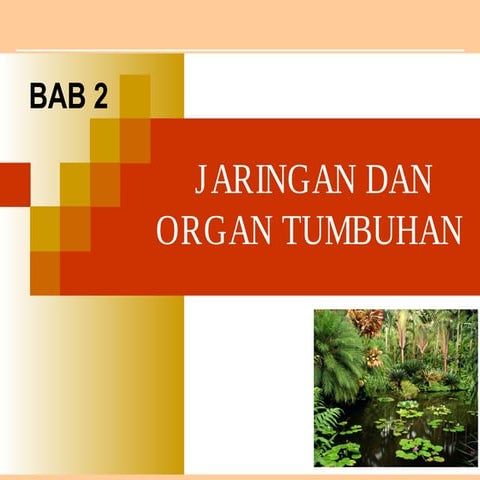 Bab 2  xi jJaringan dan Organ tTumbuhan