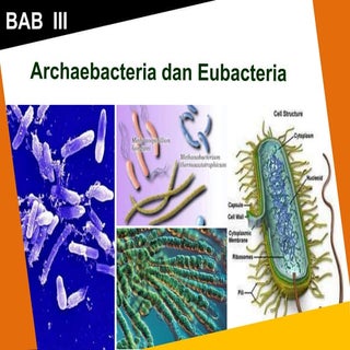 Bab 3 archaebacteria dan eubacteria