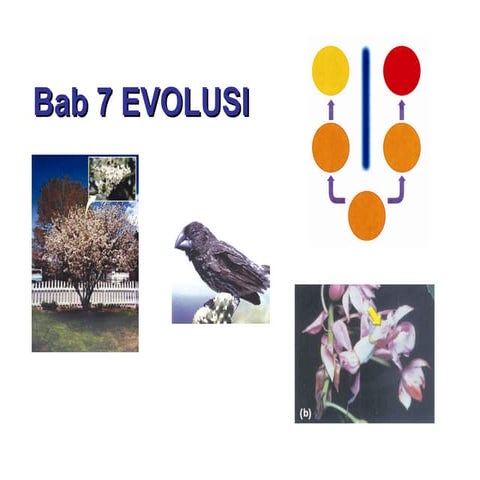 ppt bab 7 Evolusi (ASAL USUL KEHIDUPAN) Kelas 12 | PPT