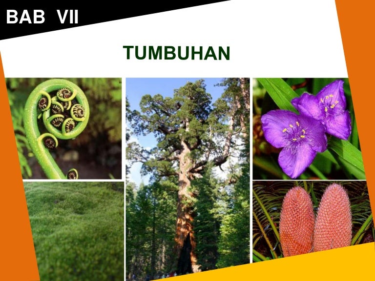 Bab 7 Tumbuhan