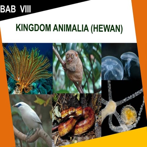 Kingdom animalia | PDF