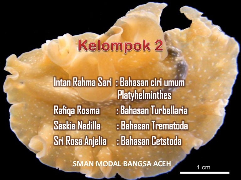 diagrama de filam platyhelminthes