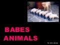 Babes Animals