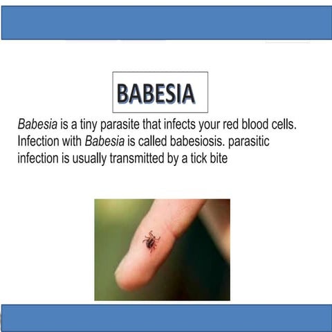 Babesiosis | PPTX
