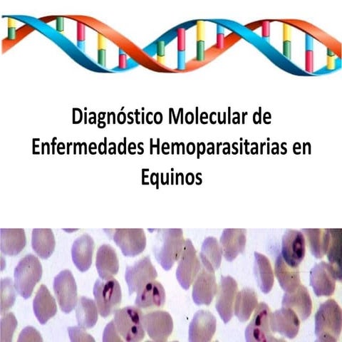 hemoparasitos en equinos